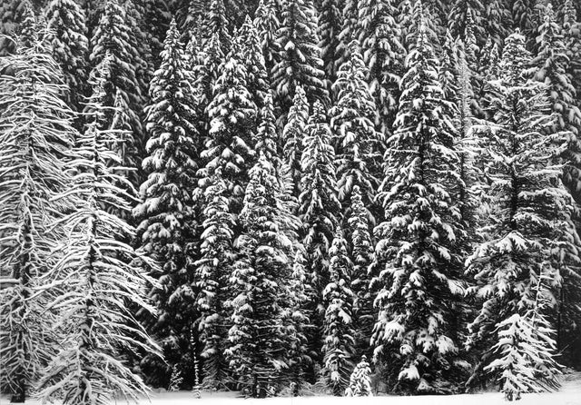 Robert Longo: Untitled (White Snow Trees of the Black Forest), 2020